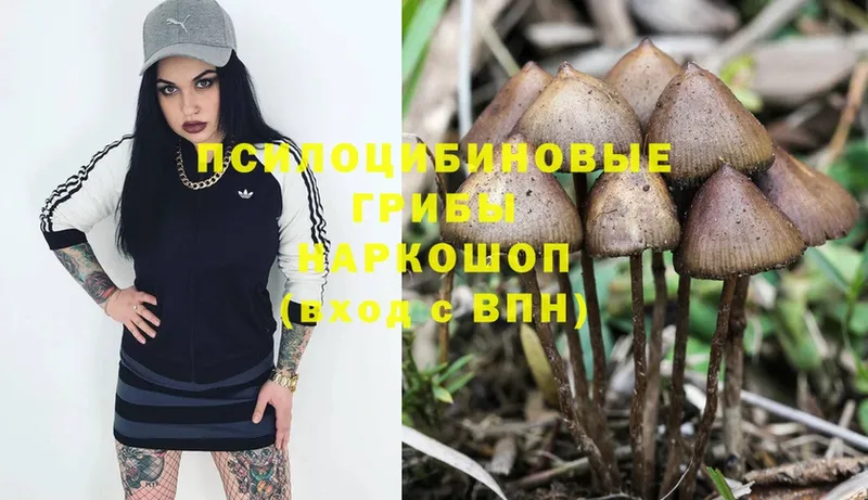 купить наркотики цена  Осташков  Псилоцибиновые грибы Psilocybe 